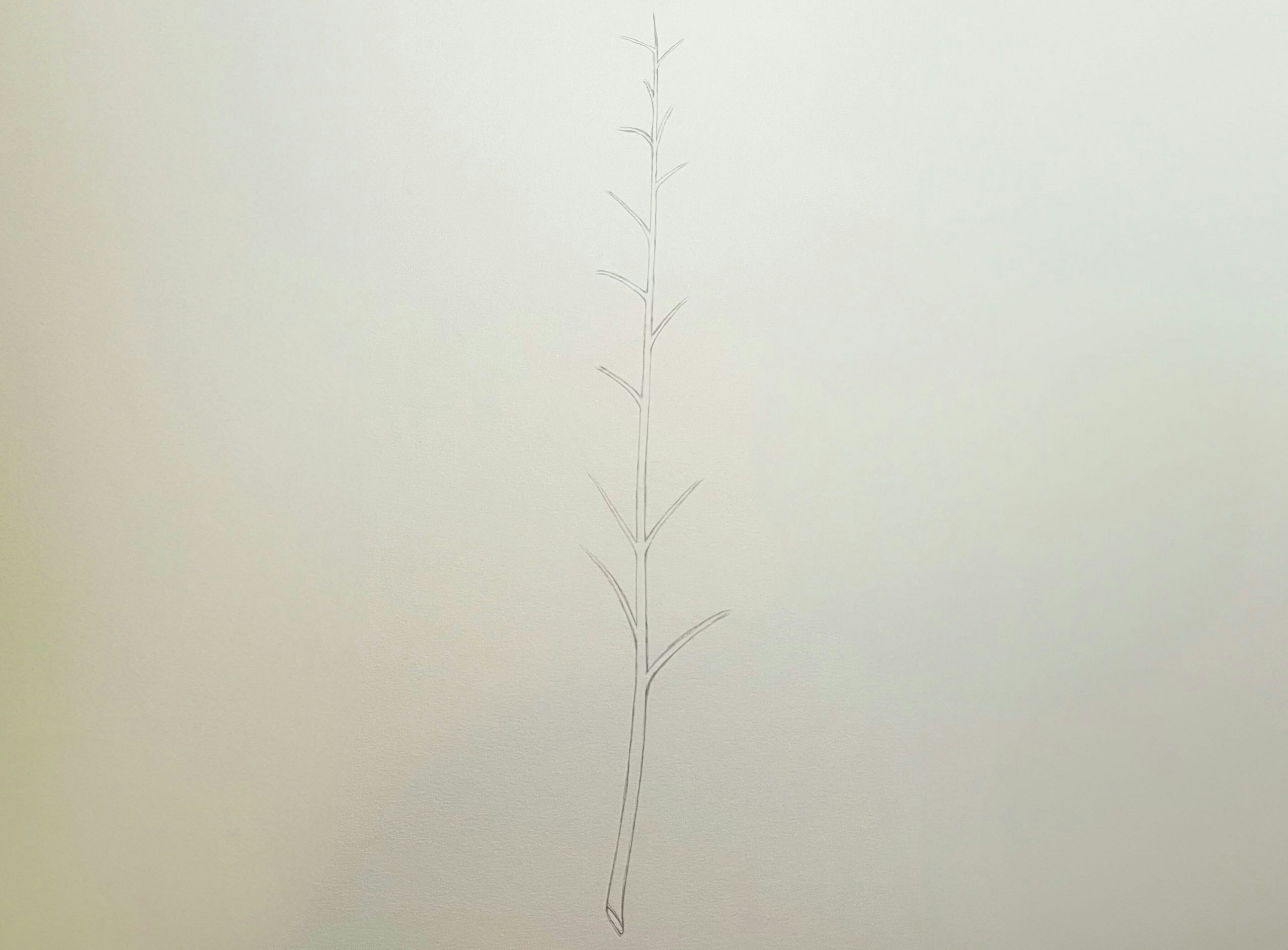 how to draw a weed plant