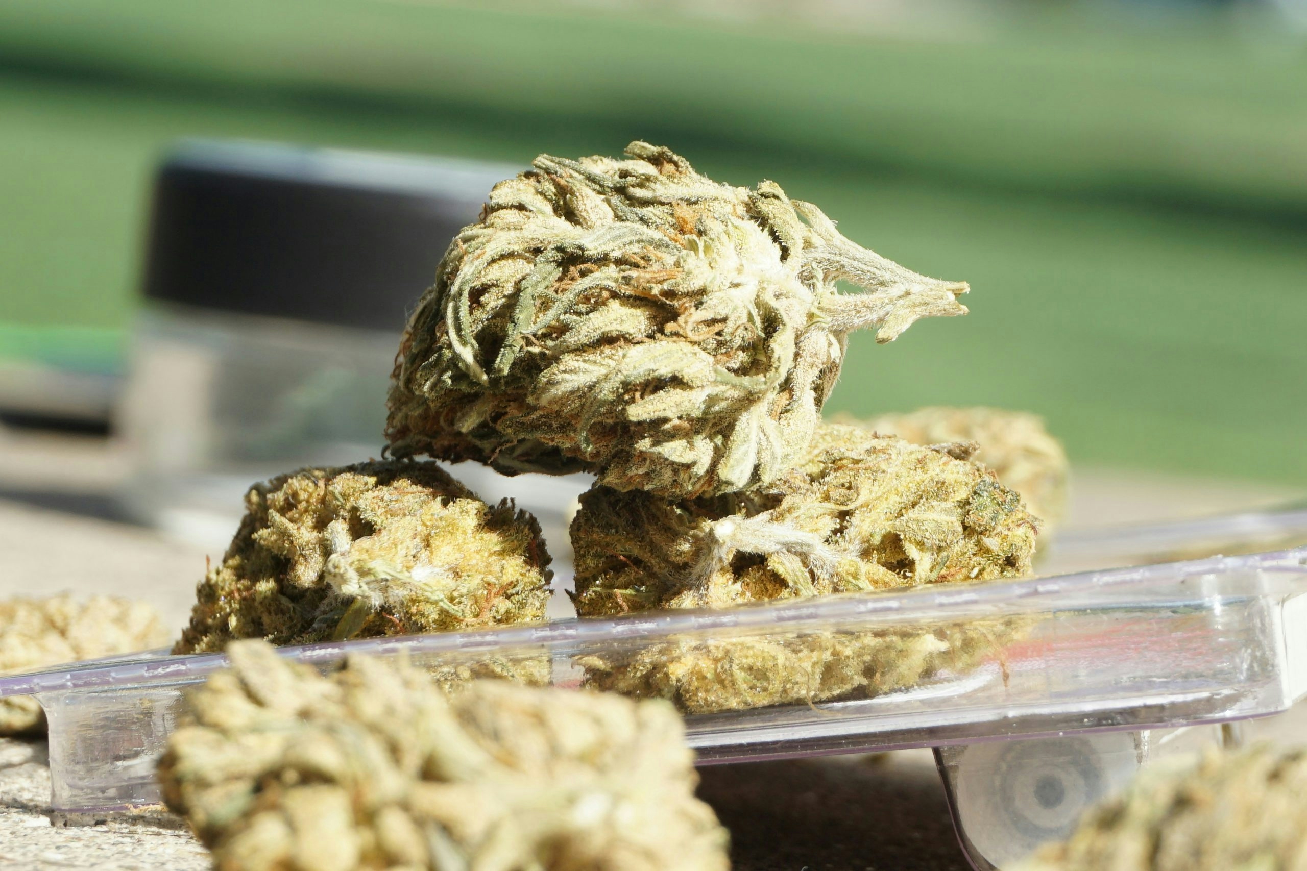 What Does Weed Smell Like