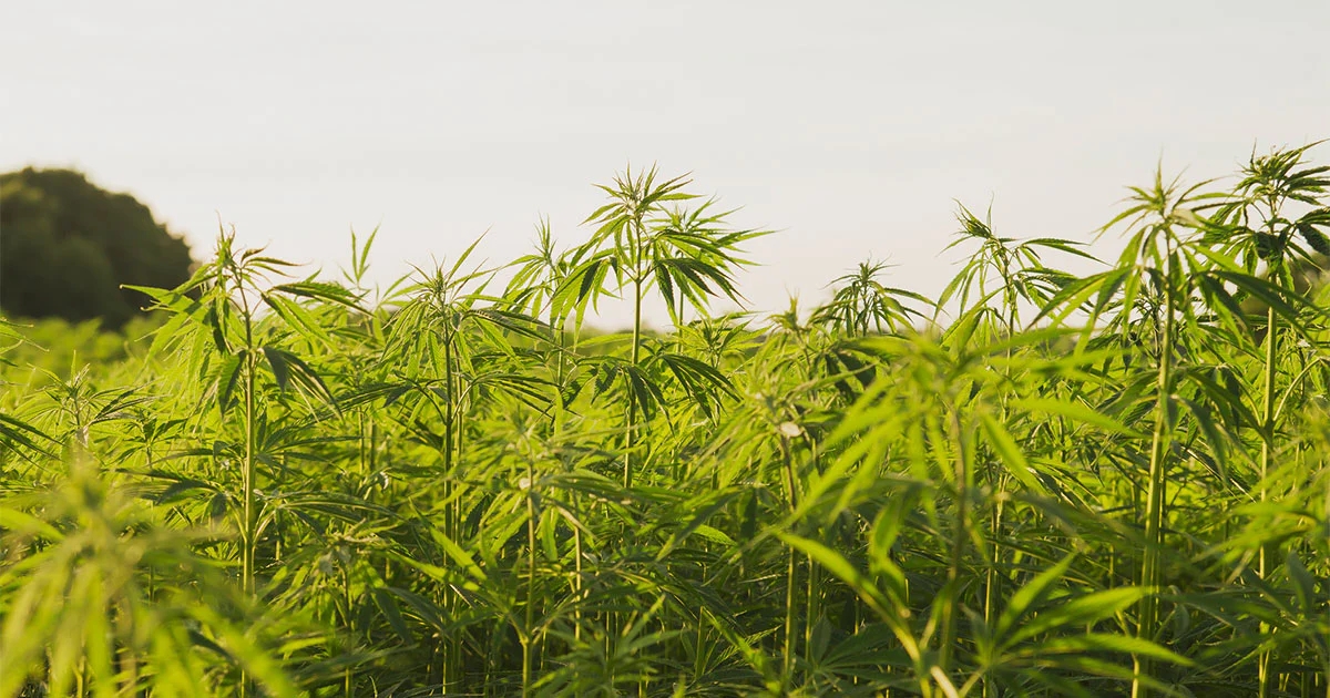 hemp and cannabis biomass