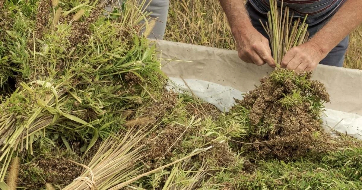 hemp and cannabis biomass