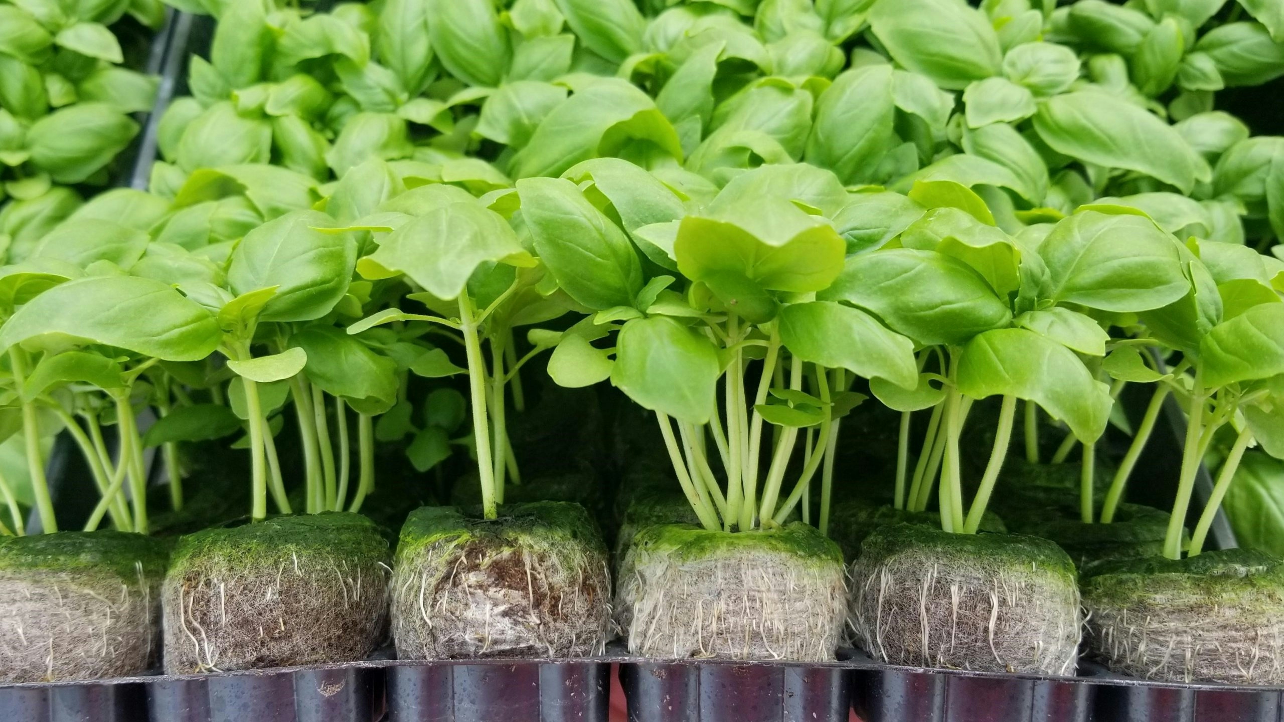 Germinate Cannabis Seeds