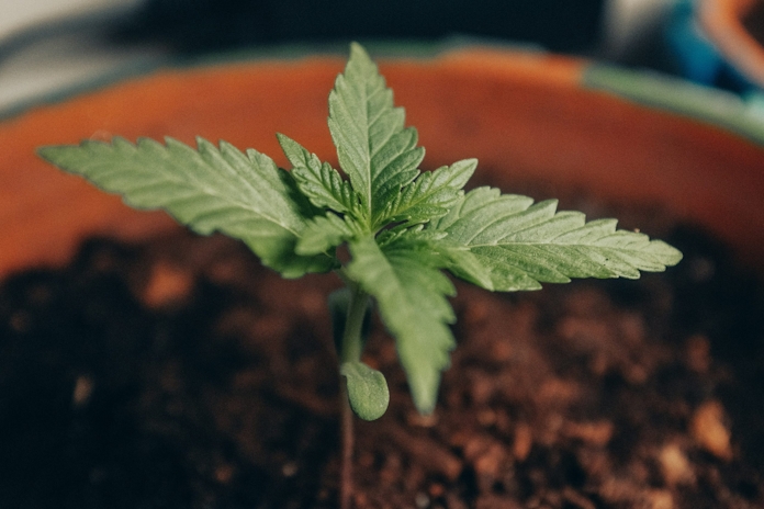 How to fix seedlings