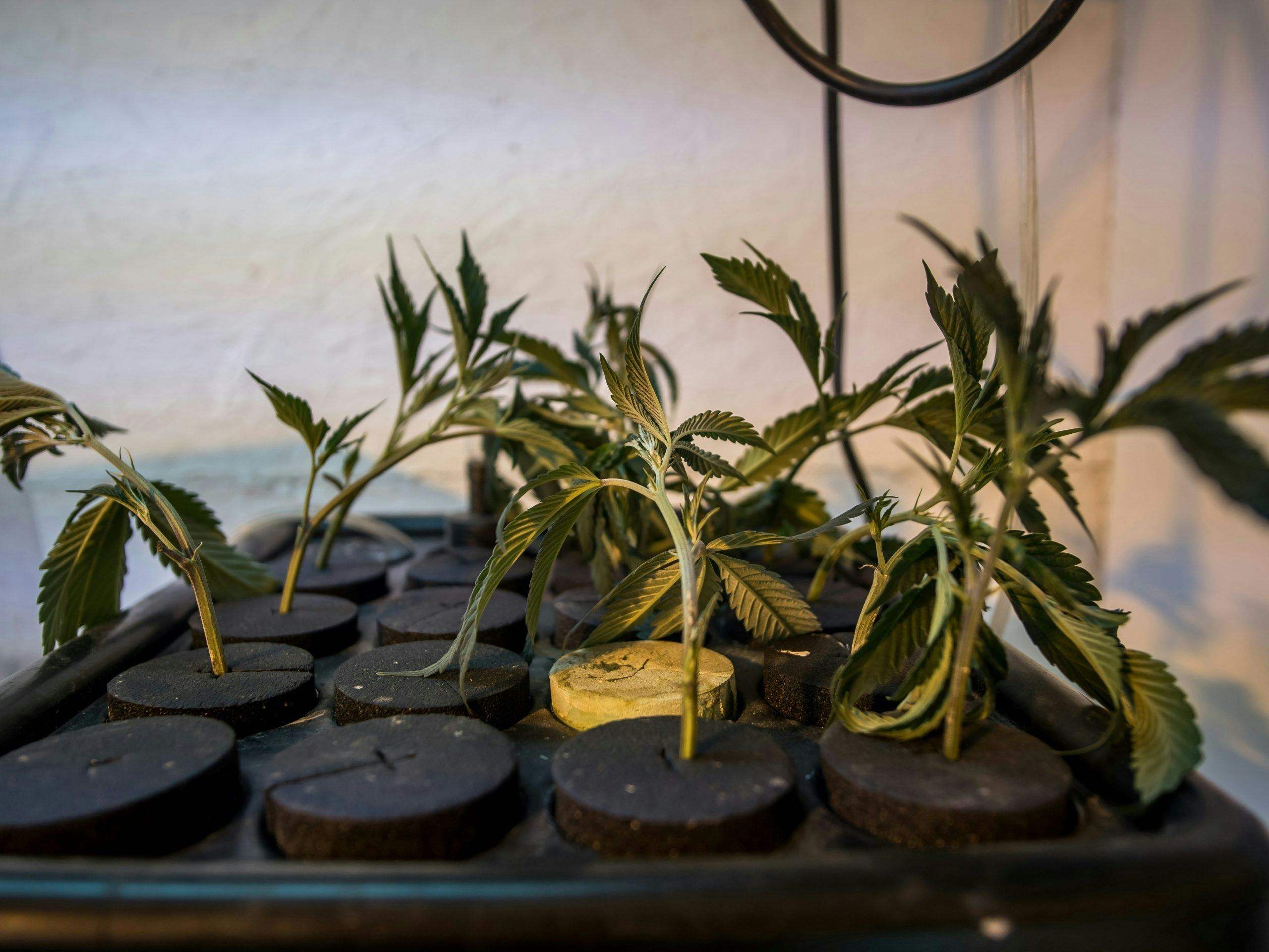 How to fix seedlings