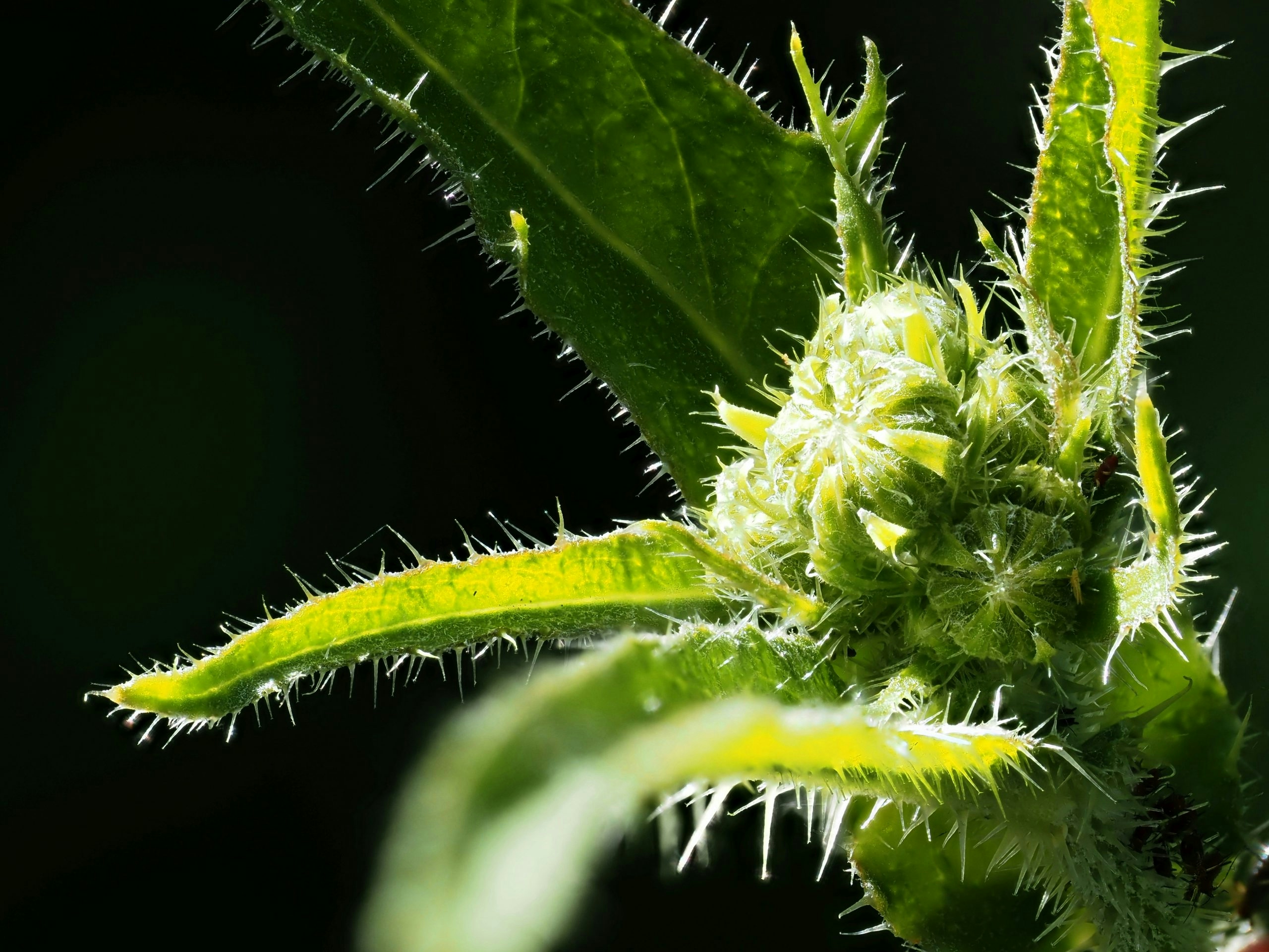 How to fix seedlings