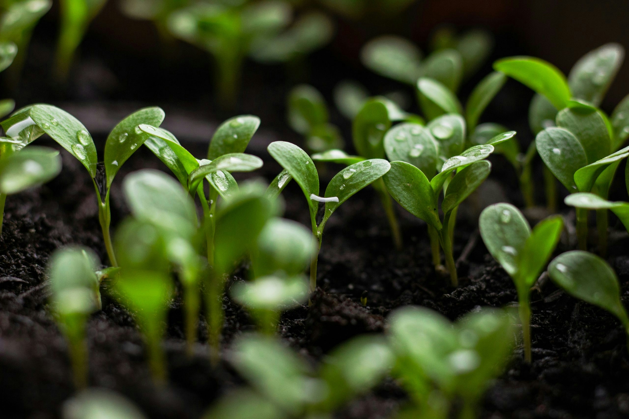 How to fix seedlings