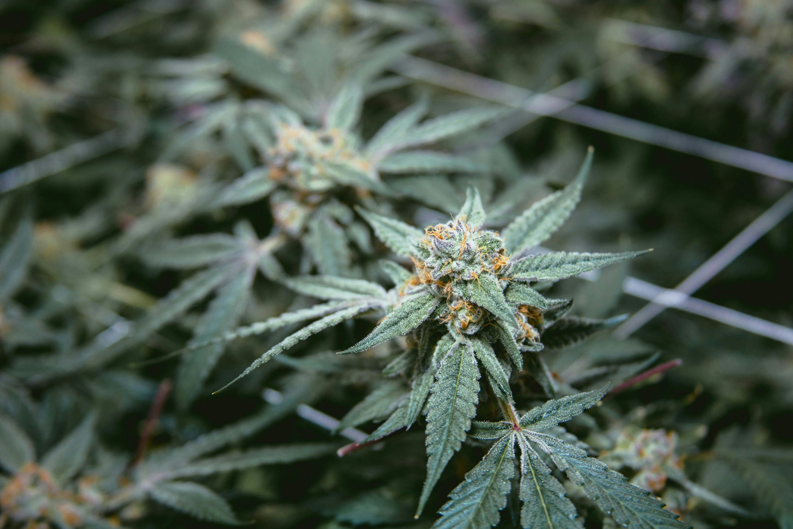 Close-up of a Michigan Soda strain plant with vibrant green leaves and mature flowers