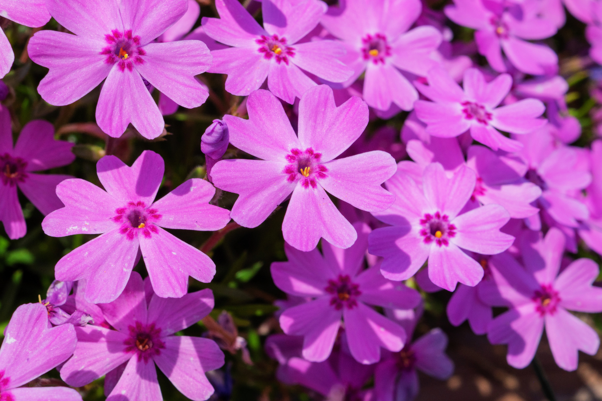 10 Plants That Smell Like Weed