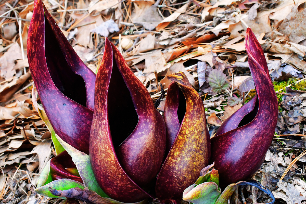 10 Plants That Smell Like Weed
