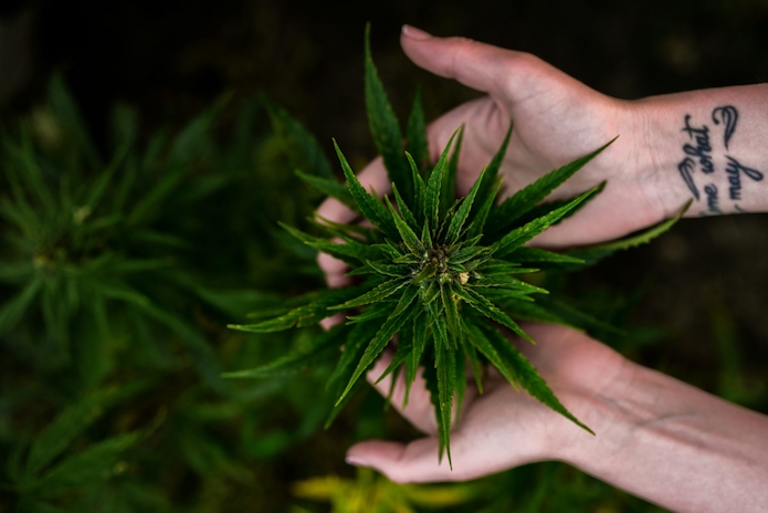 what is sativa