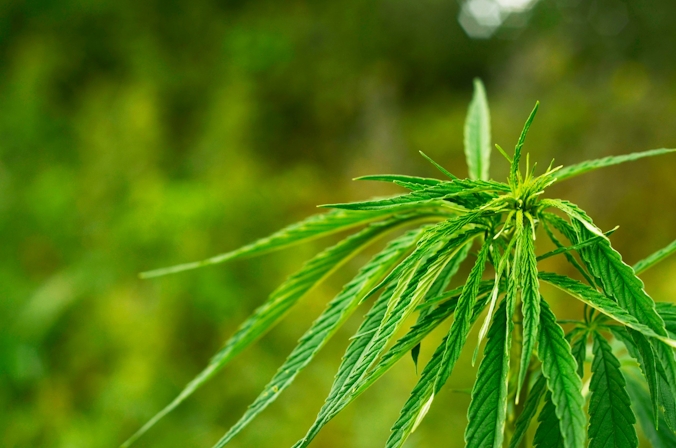 what is sativa