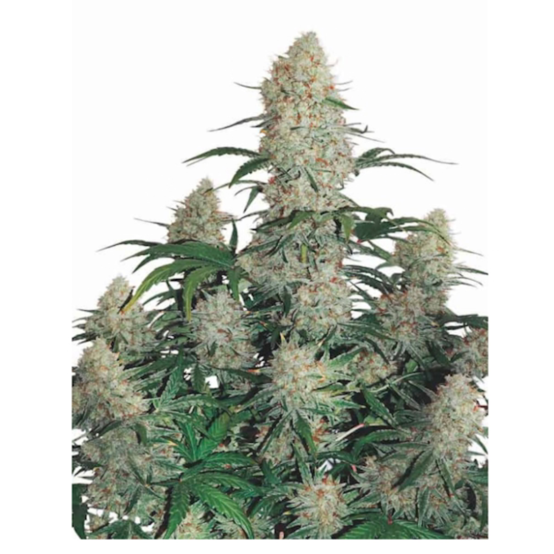 Afghani Cannabis Seeds