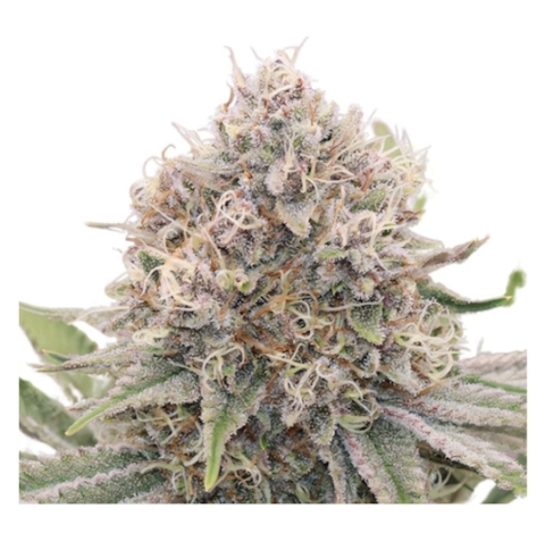 5th Element Cannabis Seeds