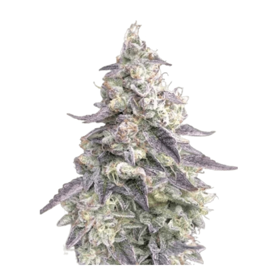9 Pound Hammer Cannabis Seeds