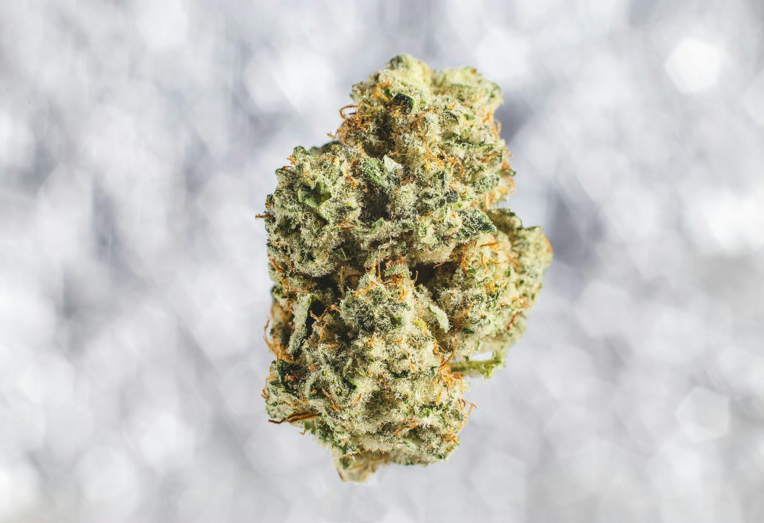 Michigan Soda cannabis buds arranged on a wooden table in natural light