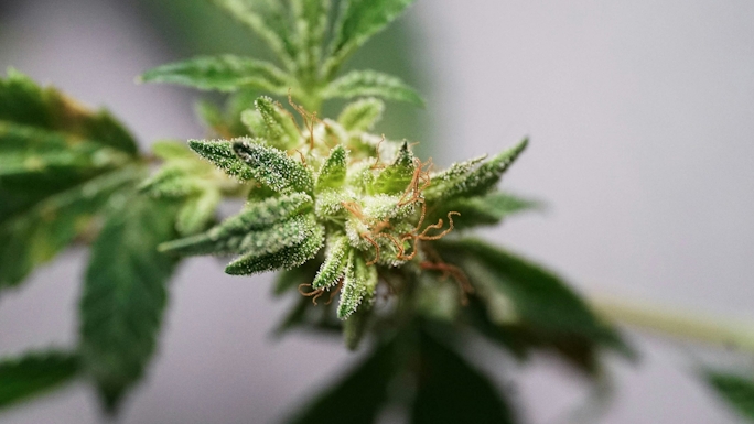 what is thcp flower