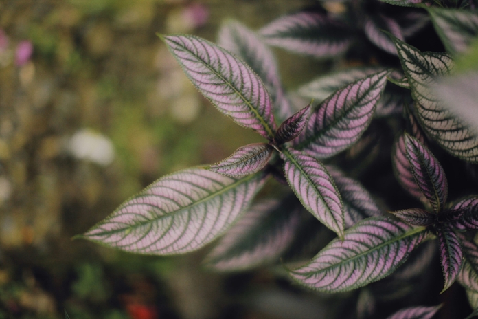 Best Cannabis Strain for Anxiety Relief