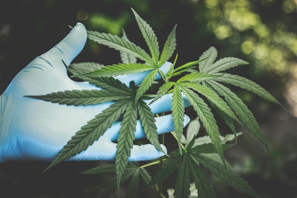 Grow Your Own Marijuana Plant for Beginners