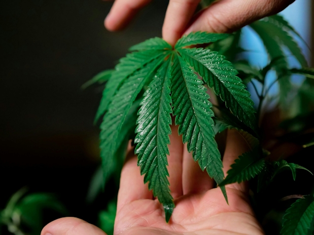 5 Ways to Choose the Best Cannabis Strain for Anxiety Relief