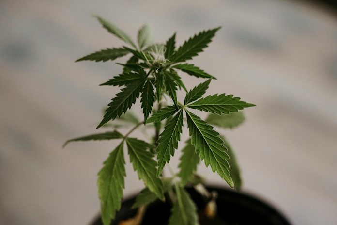 What is the Difference Between THC and CBD