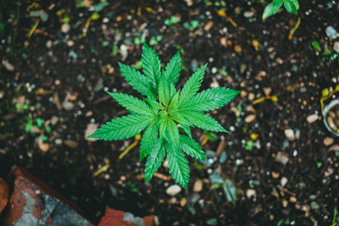 How to Get a Medical Marijuana Card in Your State