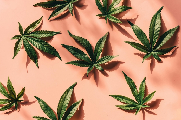 How to Identify High-Quality Weed Strains