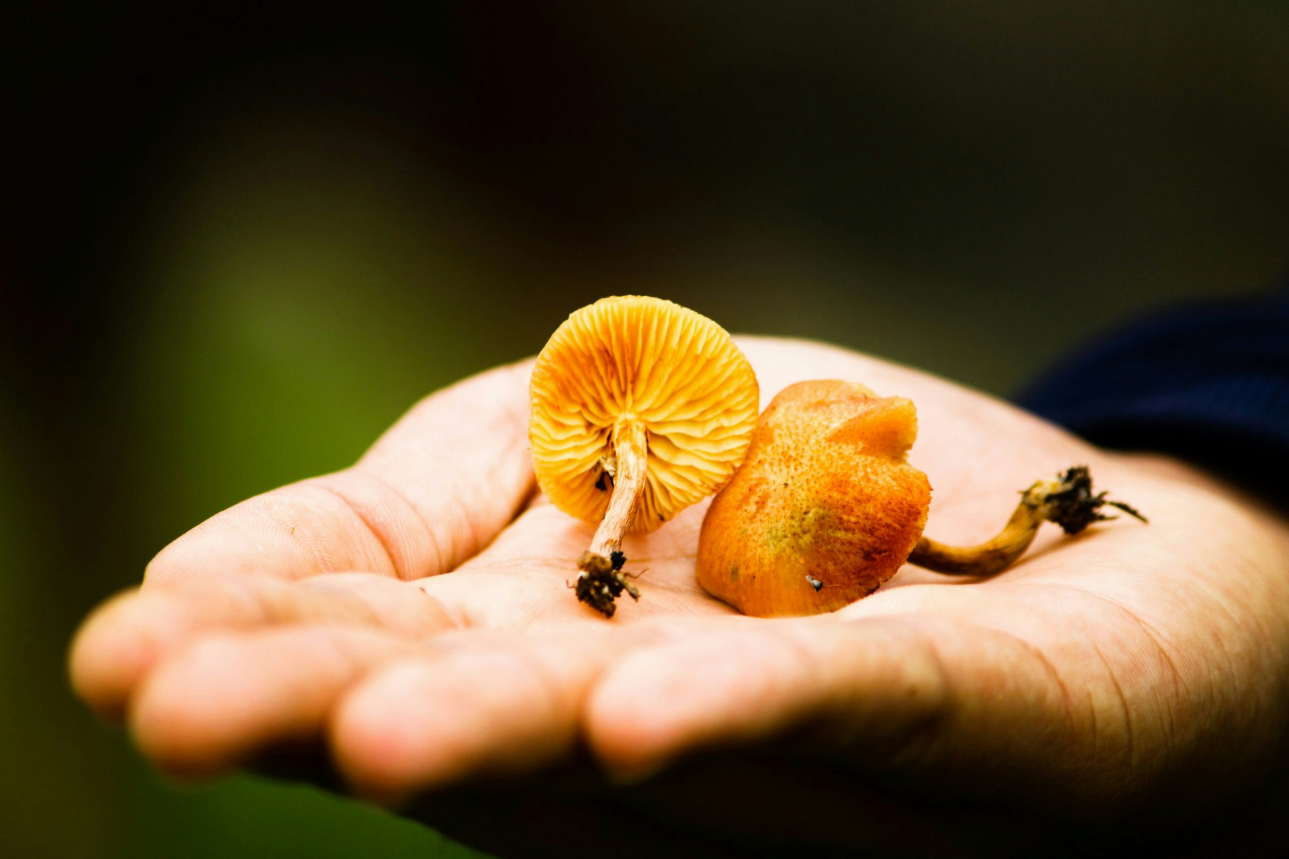 thc mushroom gummies