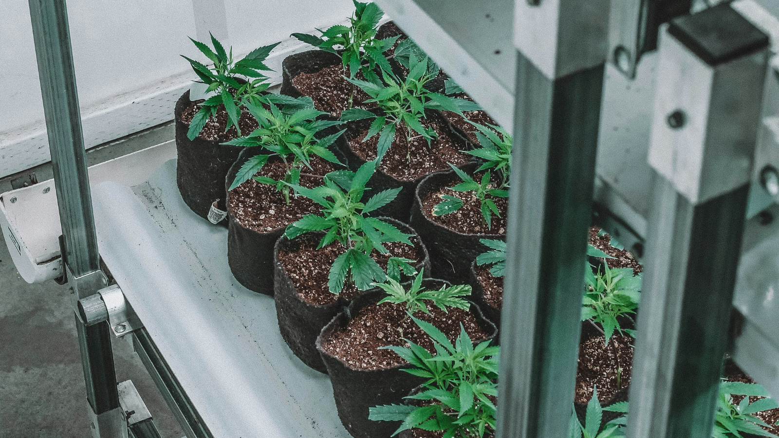 Indoor cannabis grow