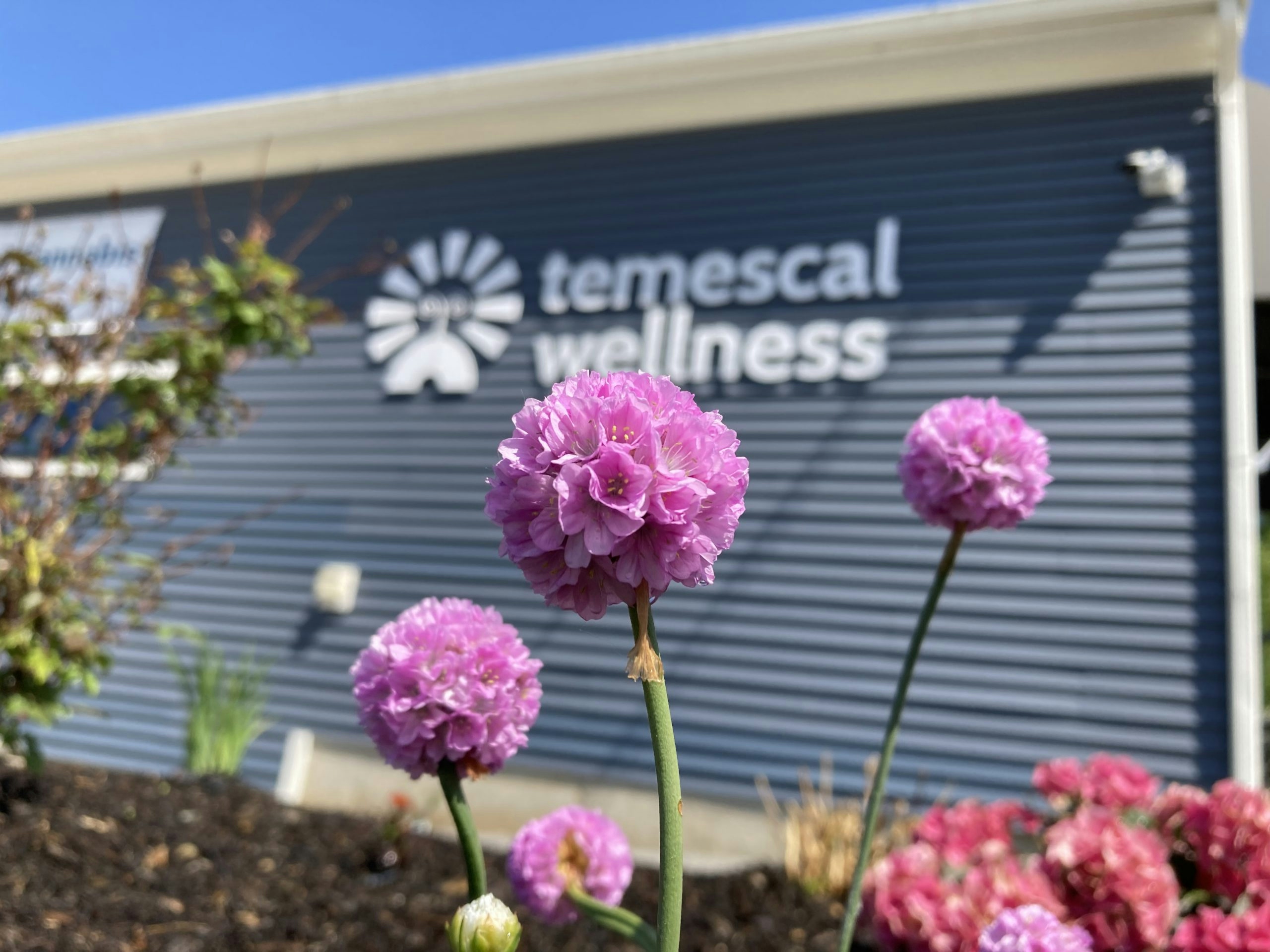 Temescal Wellness Is Pittsfield’s Best-Rated Dispensary (2025)