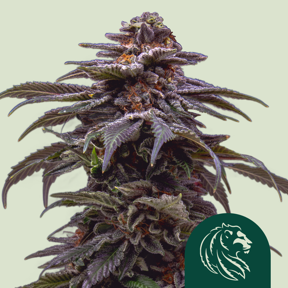 Tropicana Cookies Purple Auto