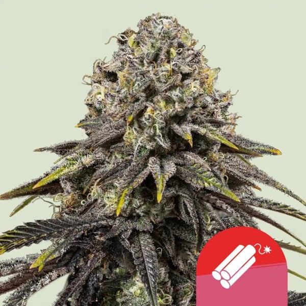 Dynamite Diesel Seeds