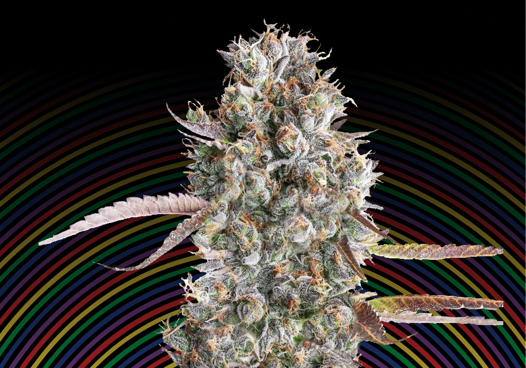 relaxing weed strains