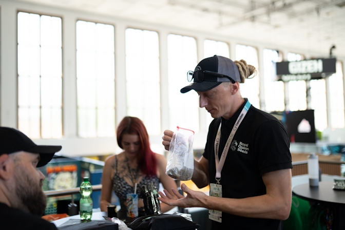 F1 Hybrid Cannabis Seeds