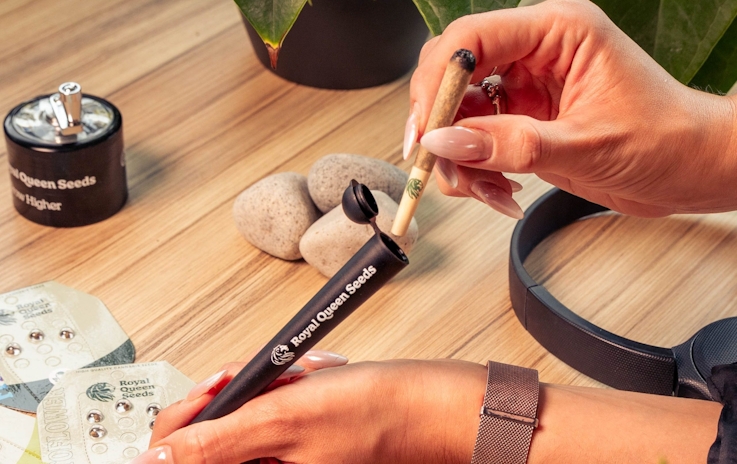 F1 Hybrid Cannabis Seeds