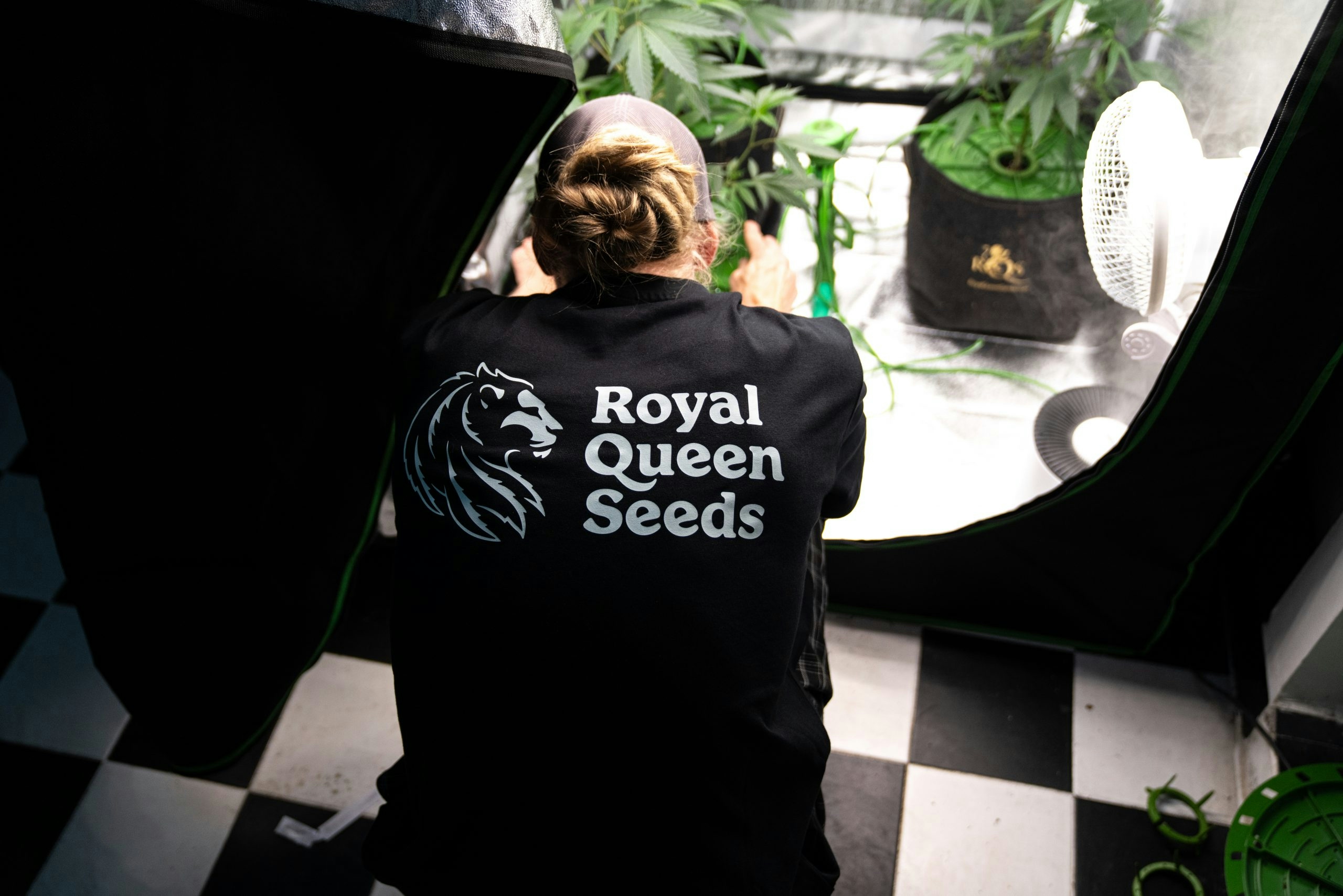 F1 Hybrid Cannabis Seeds