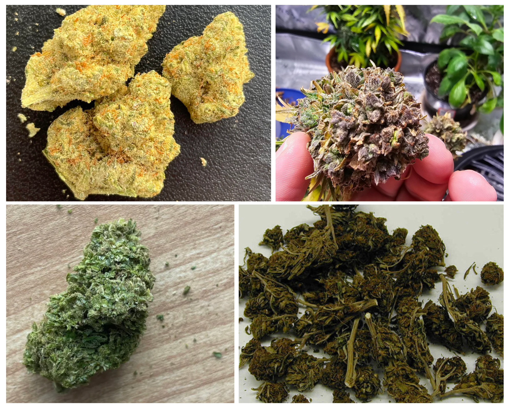 Photo Courtesy of Fresh Bros