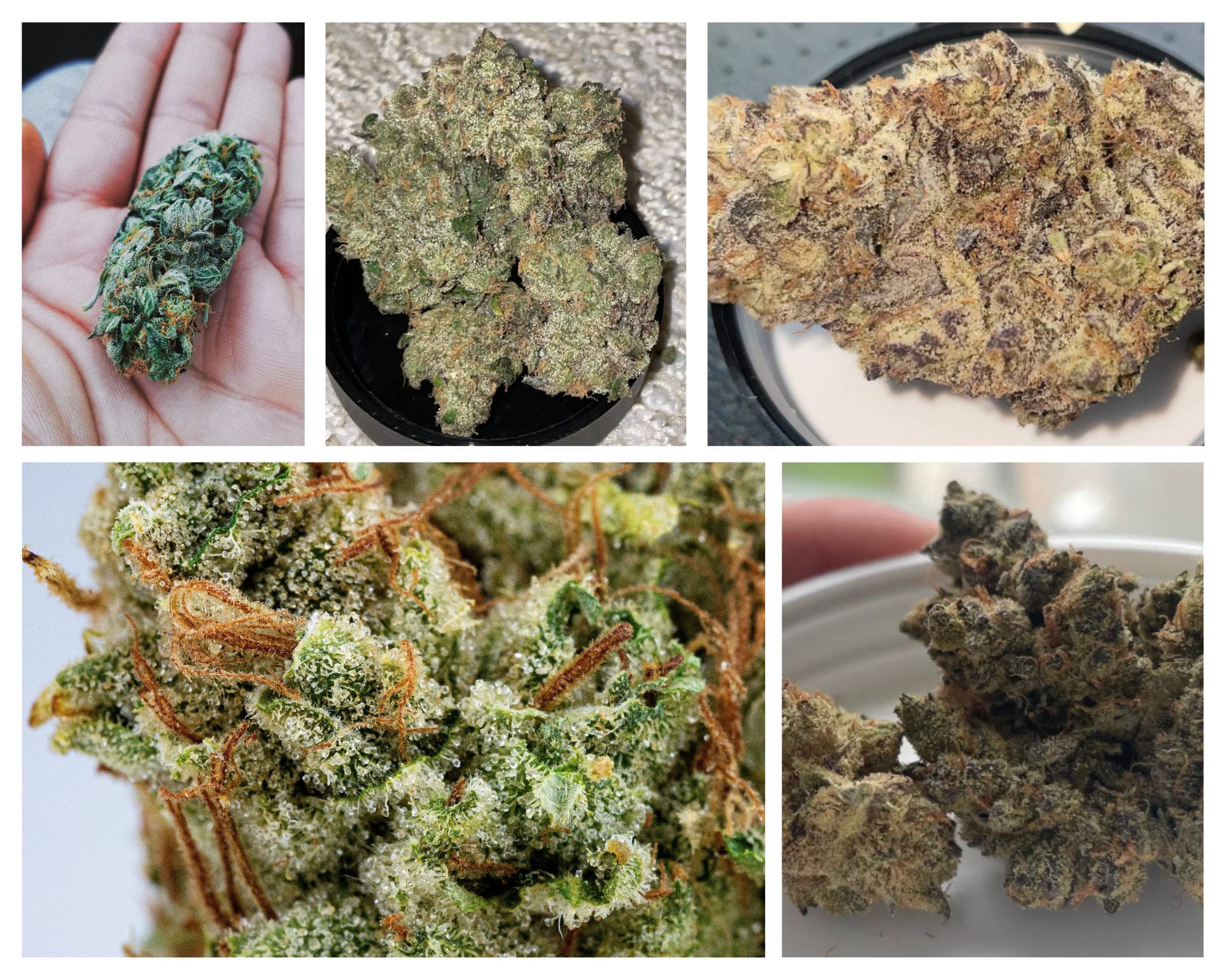 what does good weed look like