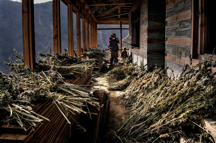 weed in the Himalayas