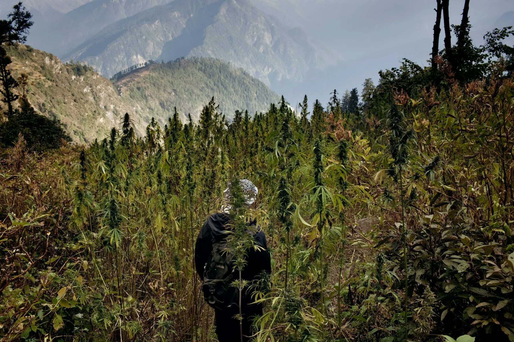 weed in the Himalayas