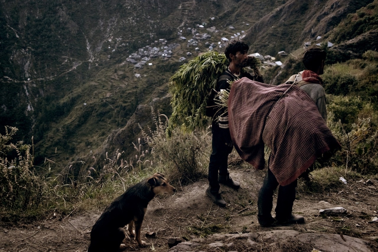 weed in the Himalayas