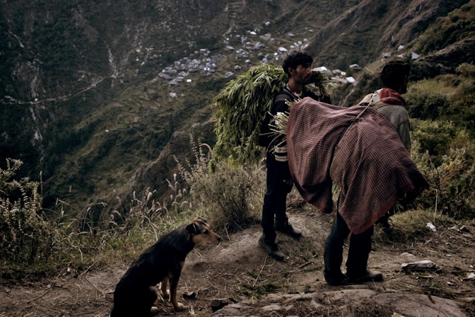 weed in the Himalayas