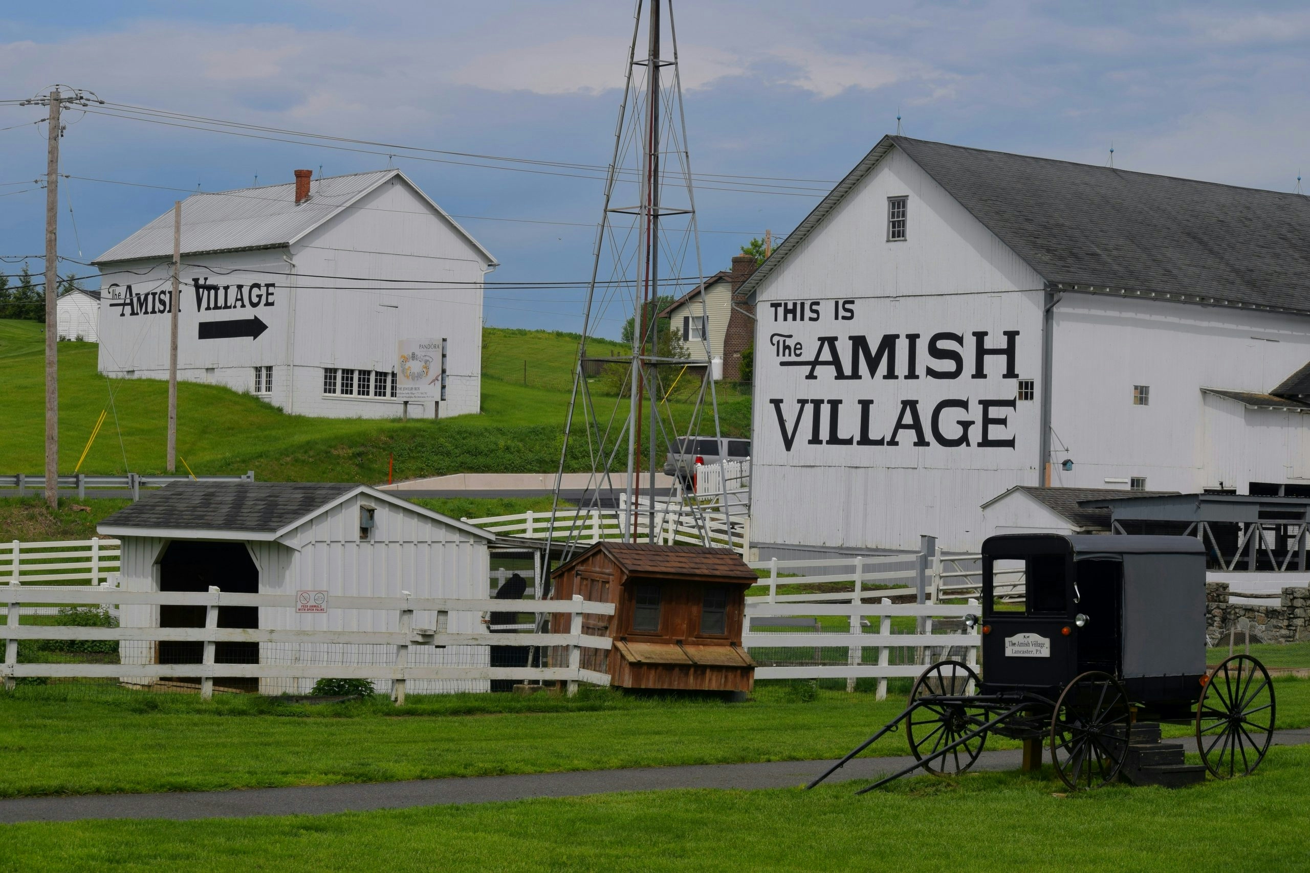 amish weed