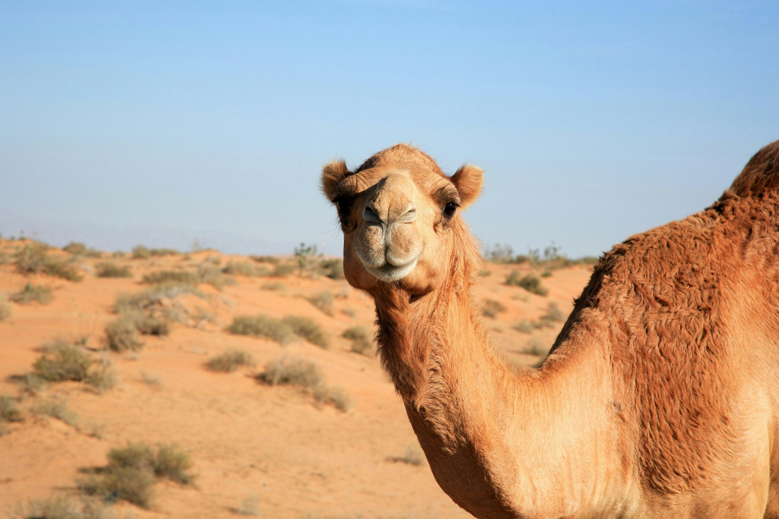weed in dubai