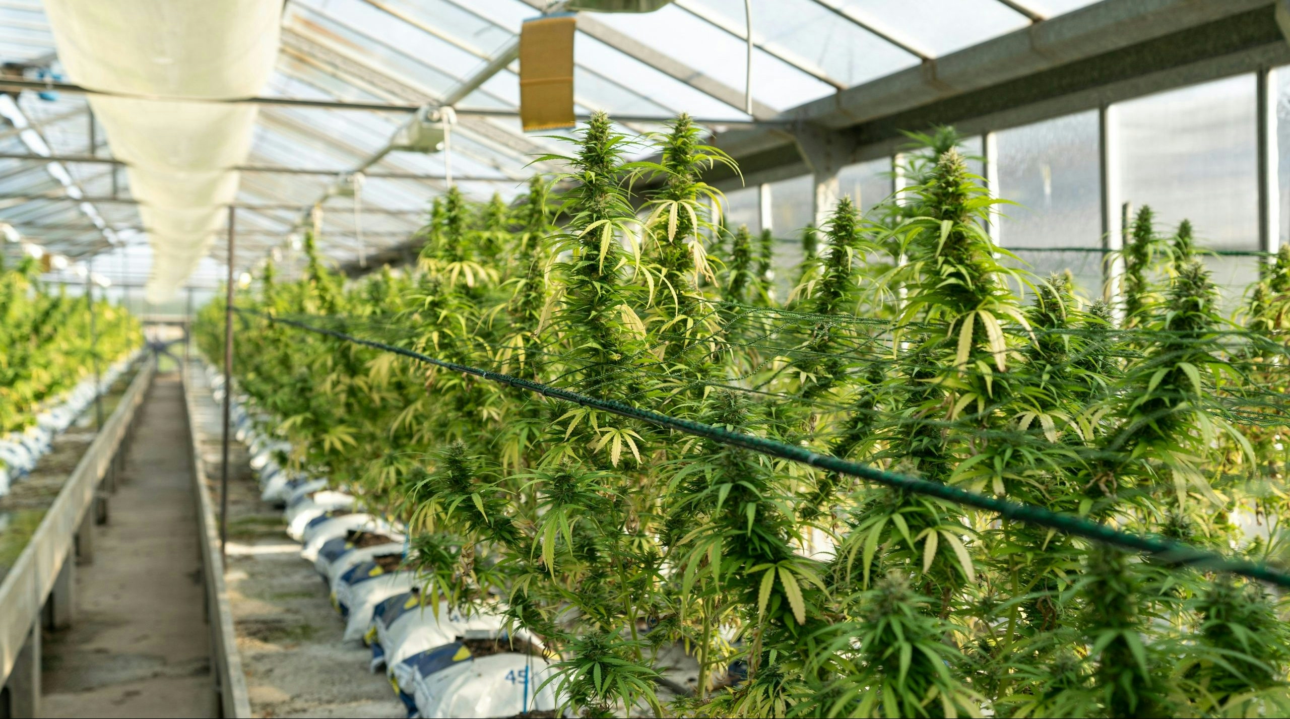 indoor cultivation of cannabis