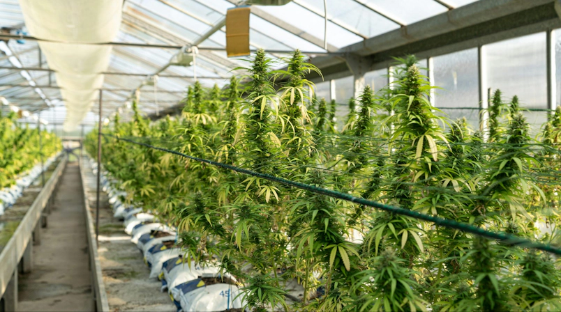 indoor cultivation of cannabis