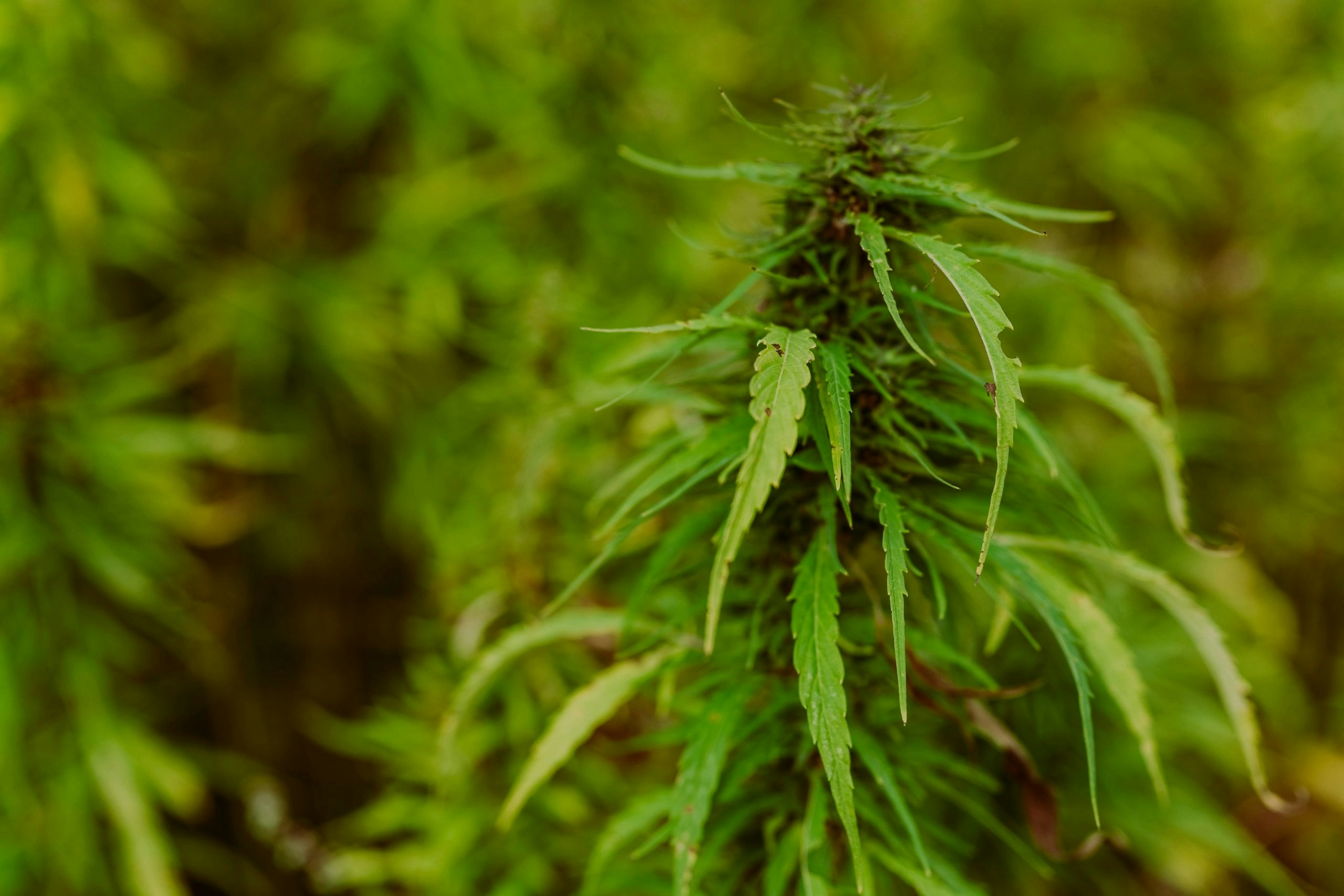 Cannabis grow books for beginners