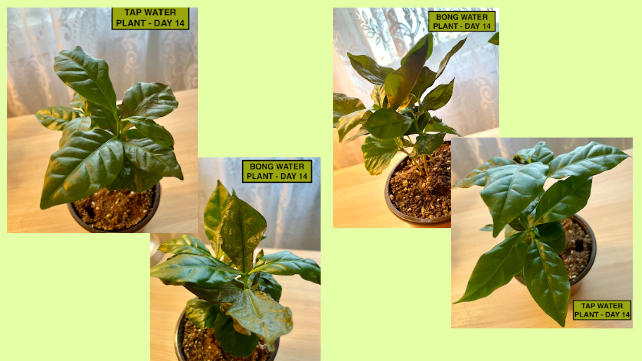 is bong water good for plants