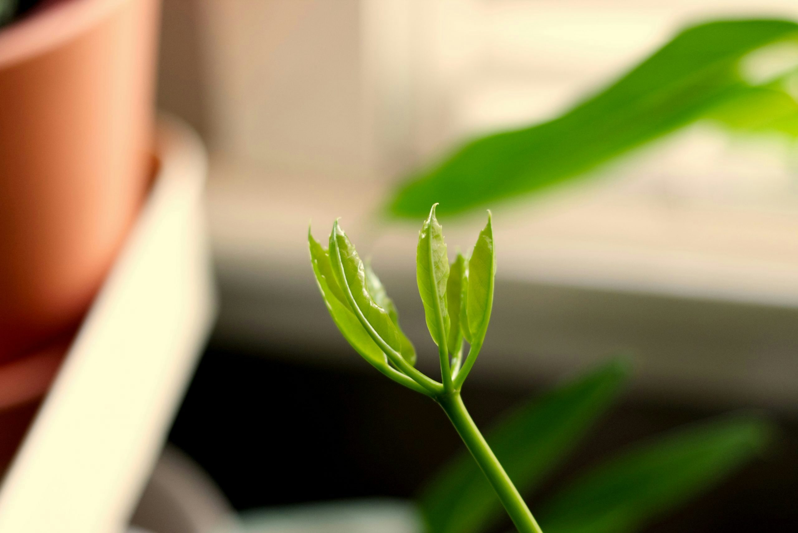 is bong water good for plants