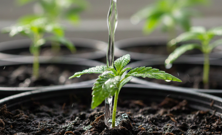 is bong water good for plants