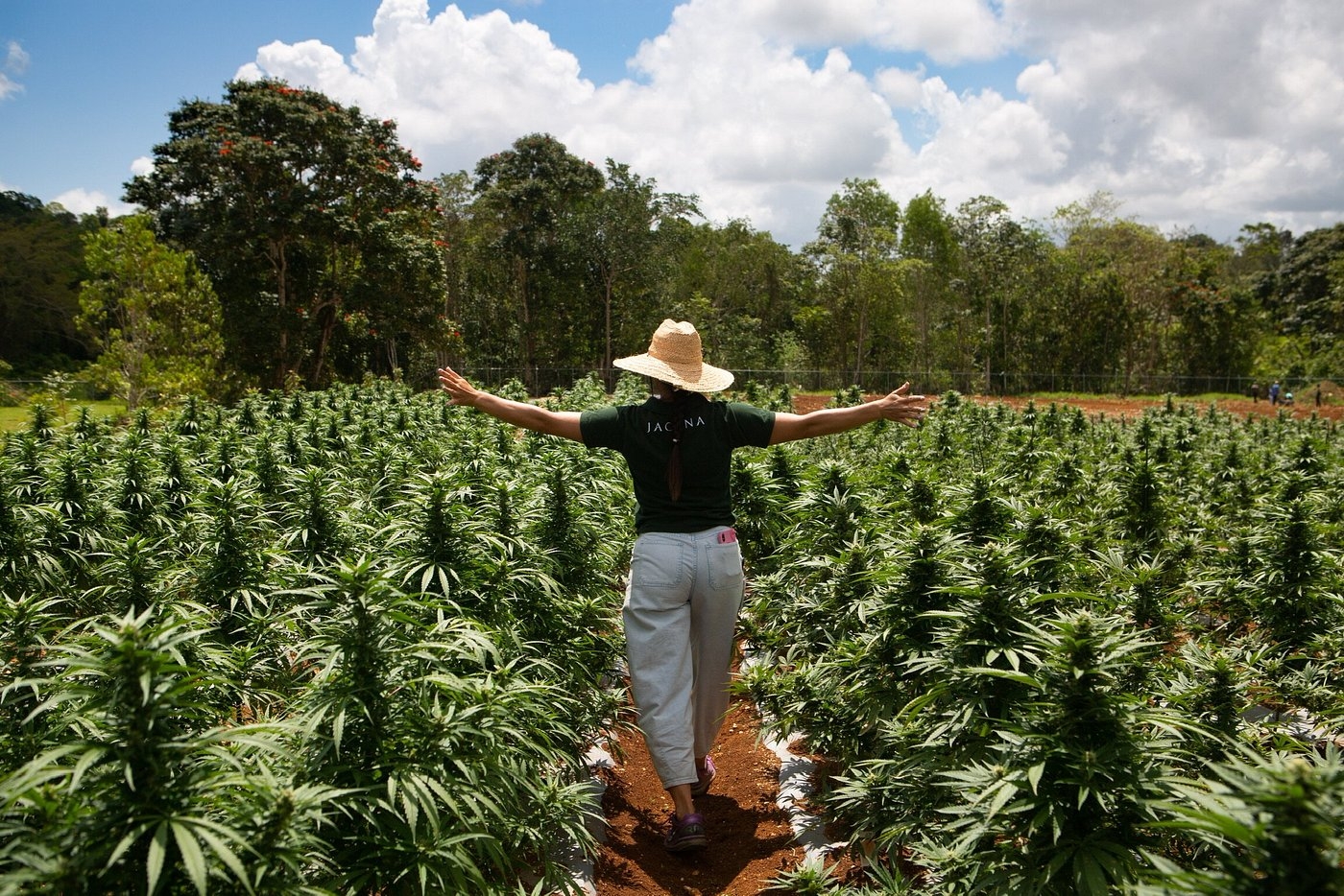 Buy Weed in Jamaica