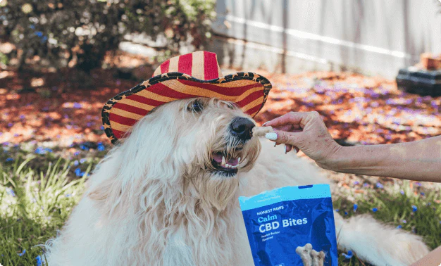 best cbd chews for dogs